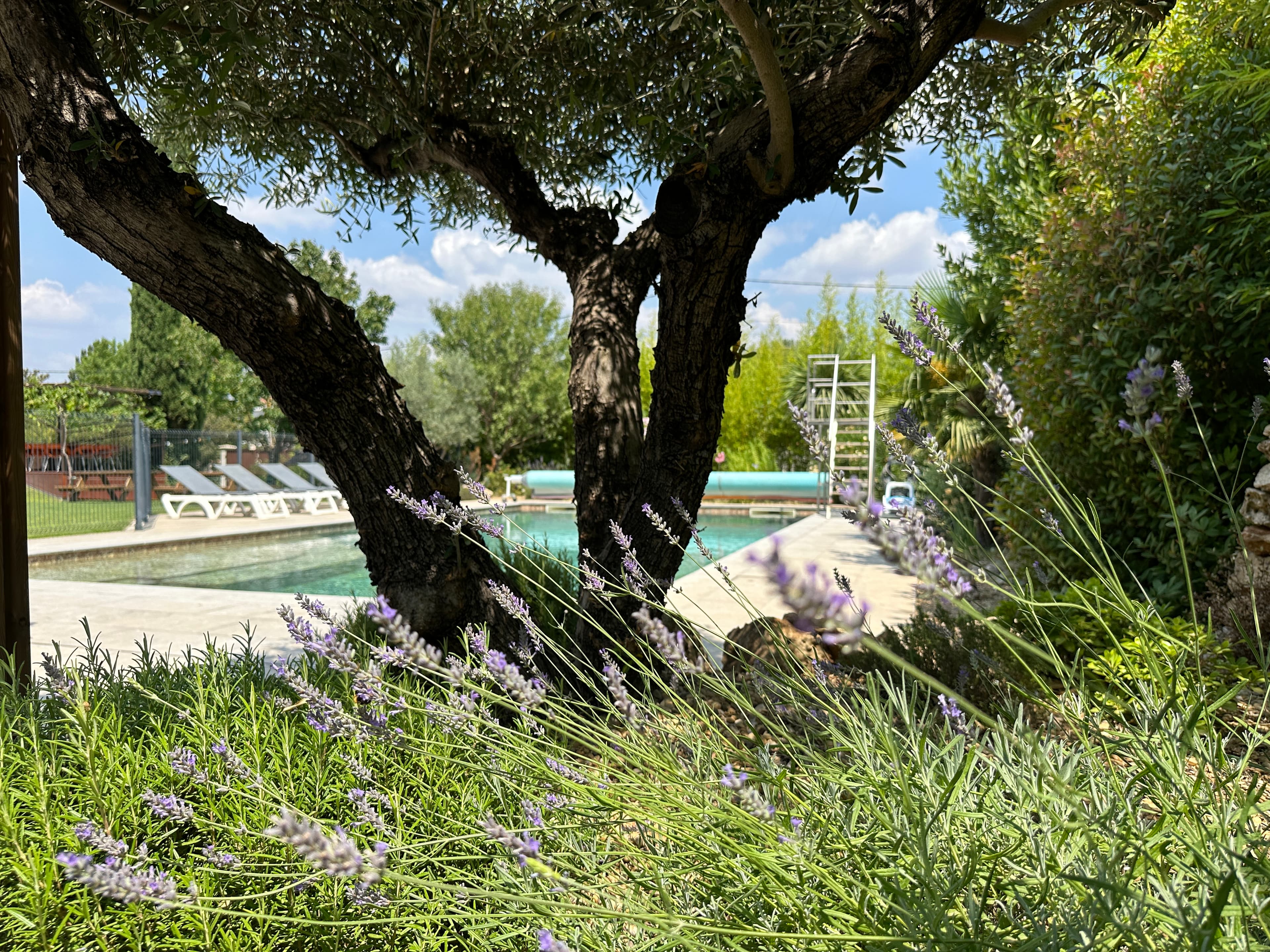Jardin — lavande et olivier