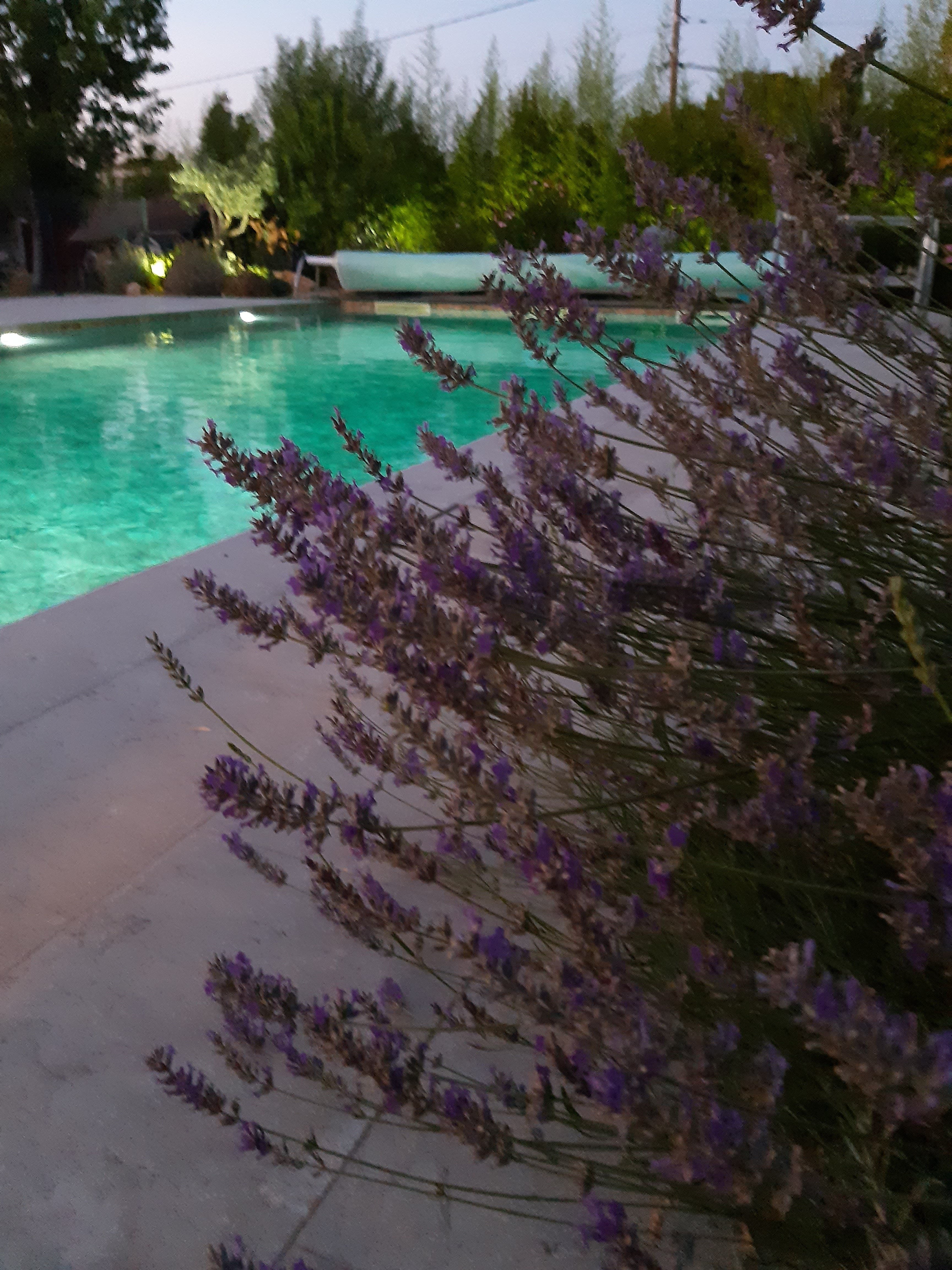 Lavande et piscine au coucher du soleil