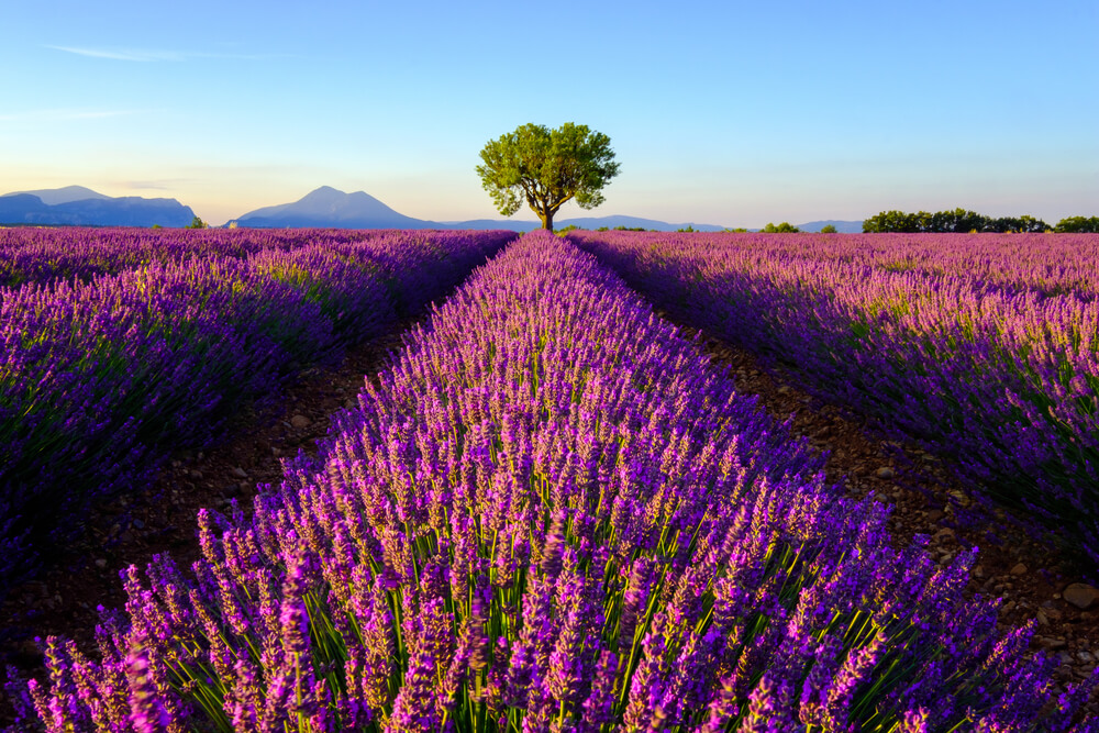 Plateau de Valensole